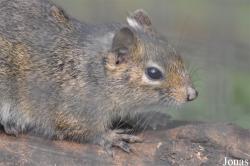 Sciurotamias forresti