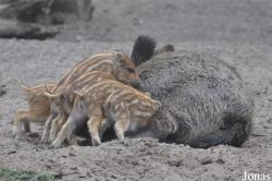 Tierpark Cottbus