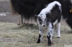 Tierpark Cottbus