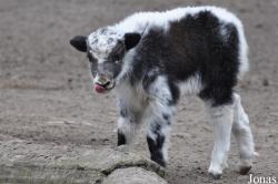 Tierpark Cottbus