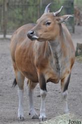 Tierpark Cottbus
