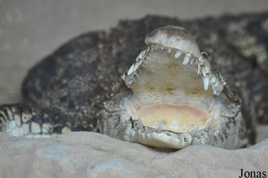 Zoo Hoyerswerda
