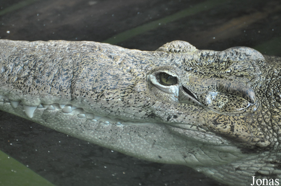 Zoo Hoyerswerda