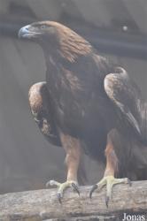 Aquila chrysaetos daphanea