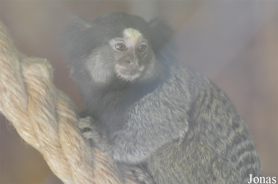 Zoo Hoyerswerda