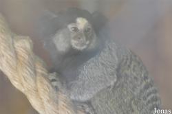 Zoo Hoyerswerda