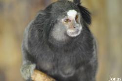 Zoo Hoyerswerda