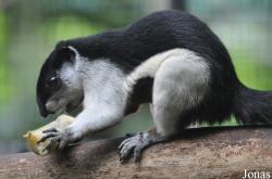 Callosciurus prevostii