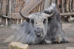 Naturschutz-Tierpark Görlitz