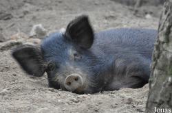 Cochon Meishan