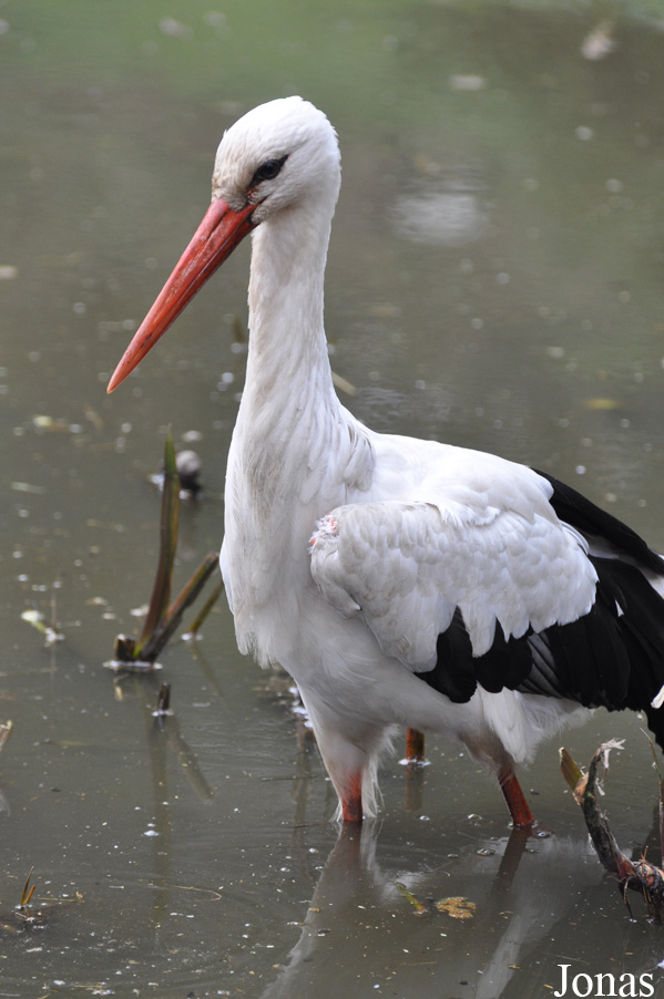 Naturschutz-Tierpark Görlitz
