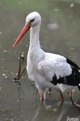 Naturschutz-Tierpark Görlitz