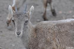 Naturschutz-Tierpark Görlitz