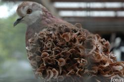 Pigeon Frisé