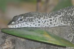 Varanus similis