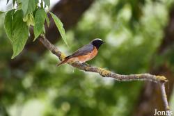 Phoenicurus phoenicurus