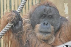 Zoo Dresden