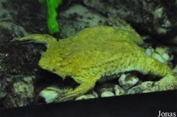 Pipinae