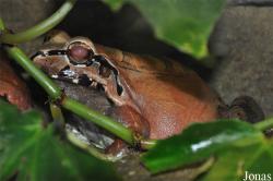 Leptodactylus pentadactylus