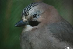 Garrulus glandarius