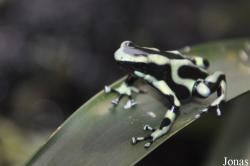 Dendrobates auratus