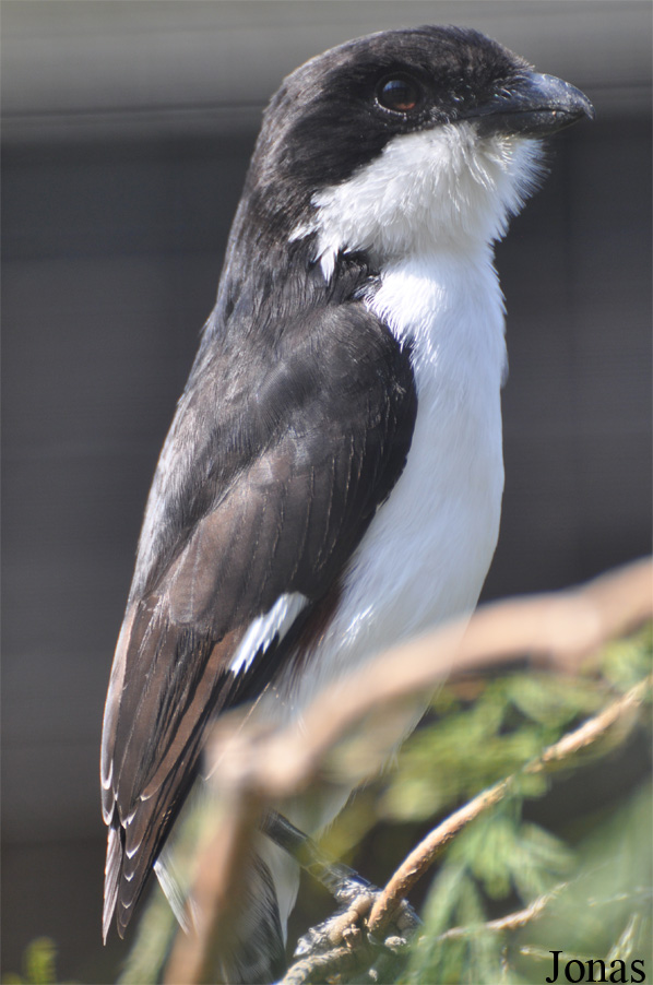 Tierpark Chemnitz