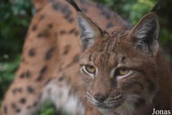 Lynx lynx carpathicus