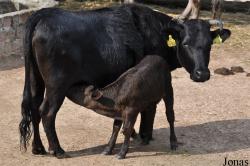 Vache du Dahomey