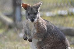 Tiergarten Aue Zoo der Minis