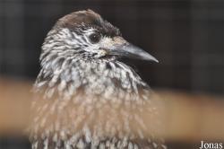 Tiergarten Aue Zoo der Minis