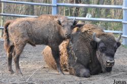 Tierpark Hirschfeld