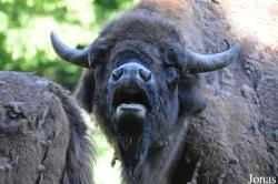 Tierpark Oberwald