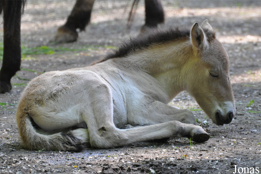 Tierpark Oberwald