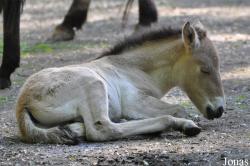 Tierpark Oberwald