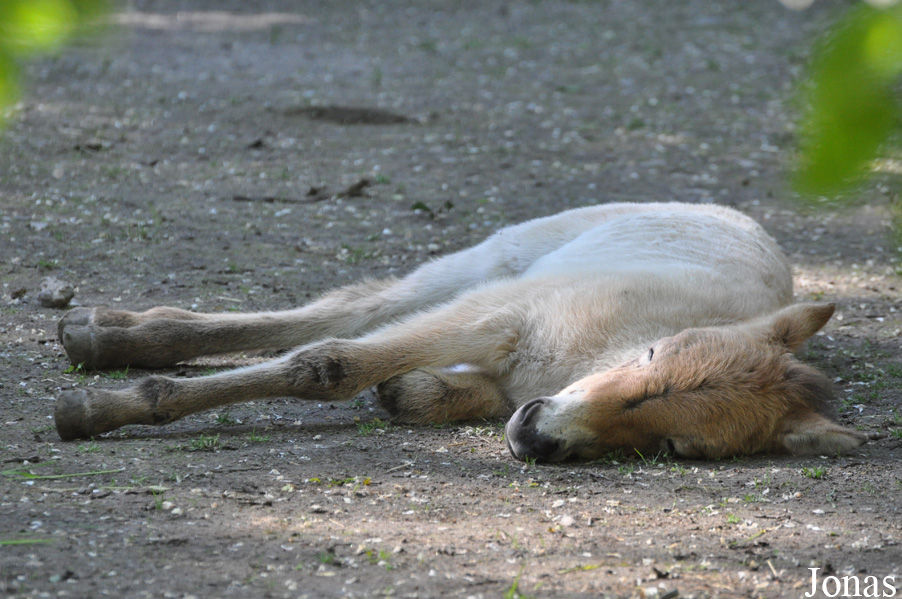Tierpark Oberwald