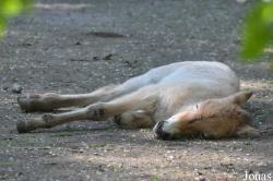 Tierpark Oberwald
