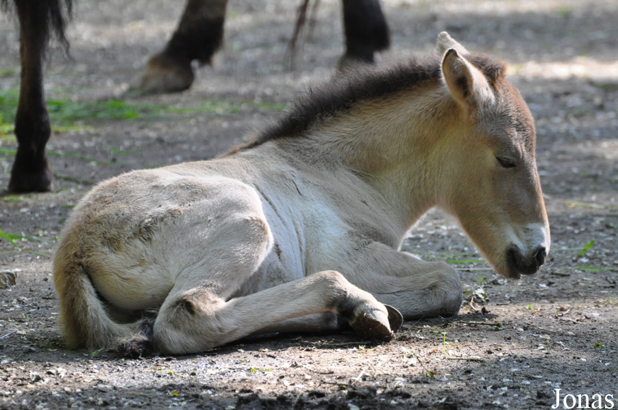 Tierpark Oberwald