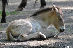 Tierpark Oberwald