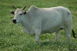 Bos taurus indicus