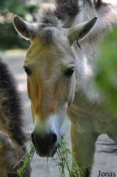 Tierpark Oberwald