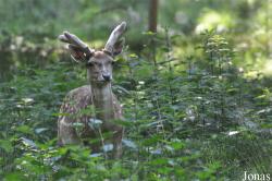 Tierpark Oberwald