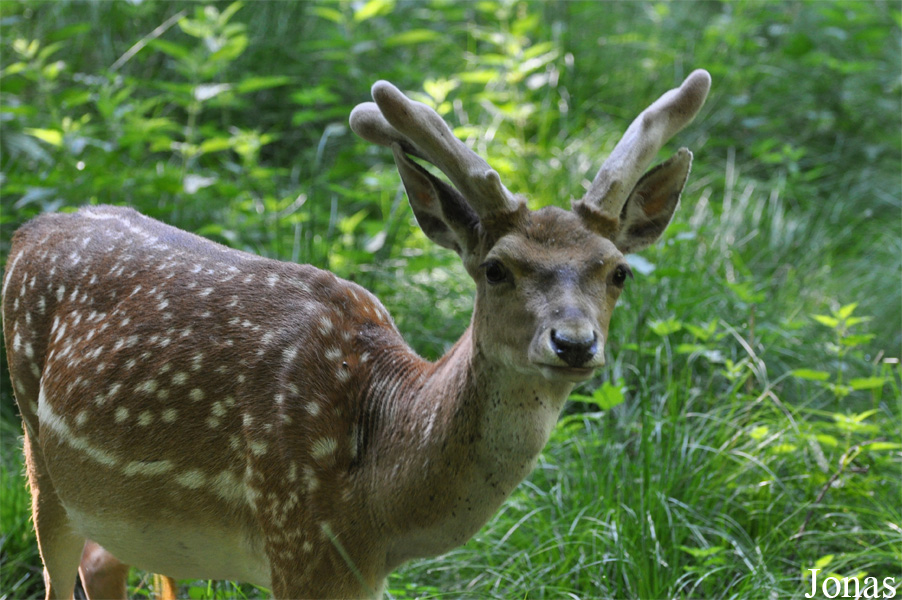 Tierpark Oberwald