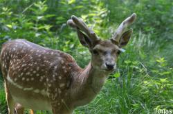 Tierpark Oberwald