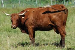 Bos taurus