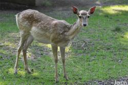 Tierpark Oberwald
