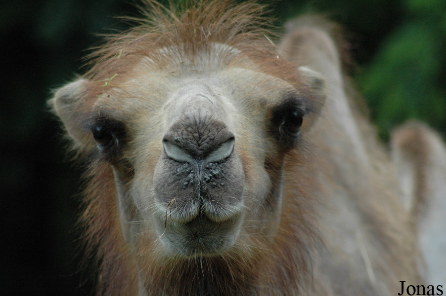 Zoo Kaiserslautern