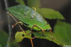Stilpnochlora couloniana