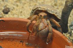 Coenobita sp.