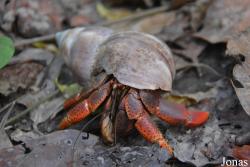 Coenobitidae