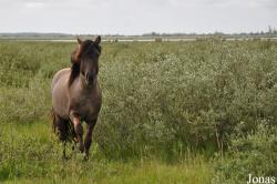 Lauwersmeer